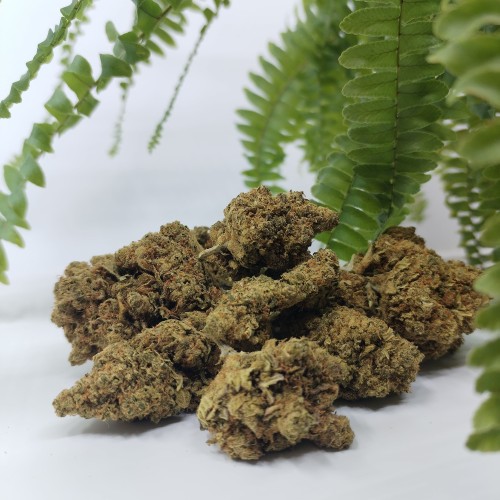 Fleur de CBD Amnesia US en culture indoor, têtes denses vert soutenu à pistils orangés