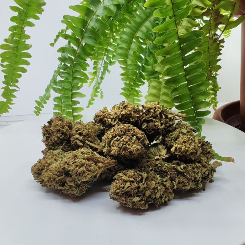 Fleur CBD Strawberry Fritter, Bio outdoor — vue d'ensemble des têtes