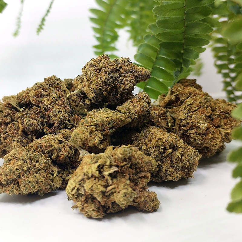 Têtes de fleur CBD Amnesia US indoor photographiées sur fond clair