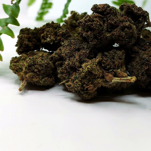 Têtes de fleur CBD Gaz Berry photographiées sur fond clair