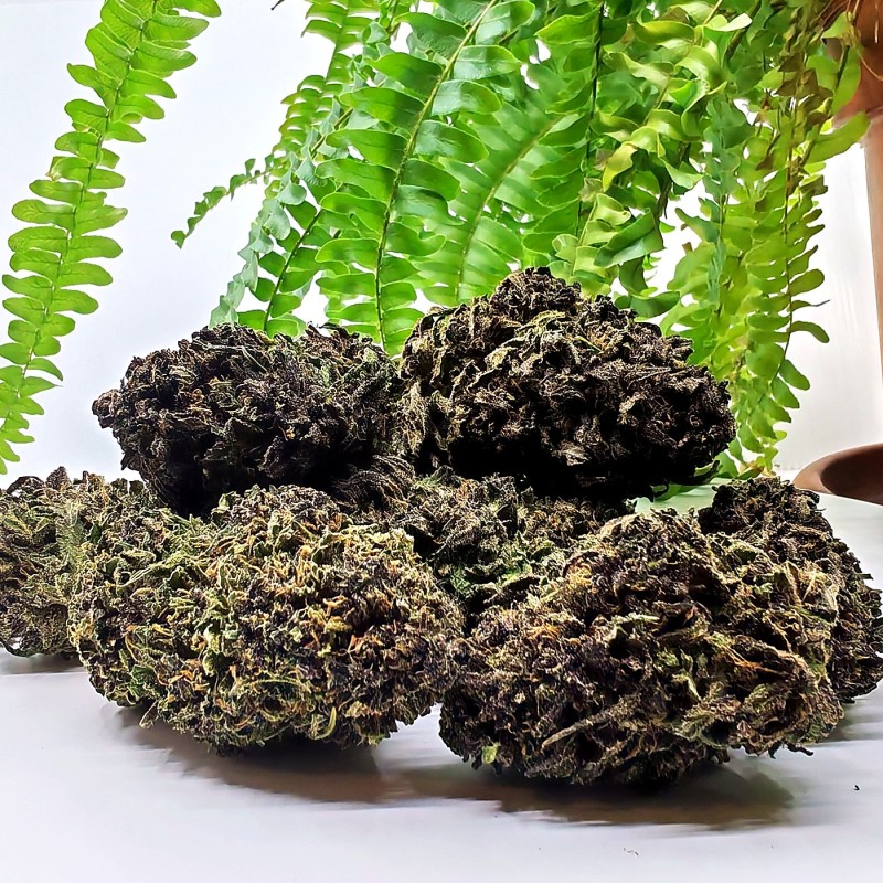 Têtes de fleur CBD Purple Snowman photographiées sur fond clair