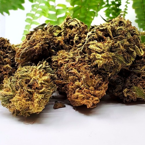Têtes de fleur Cannatonic DC10 photographiées sur fond clair