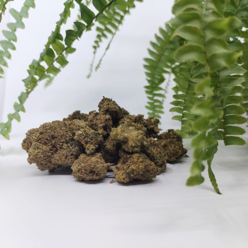 Fleur Super Lemon Haze — vue d'ensemble des têtes