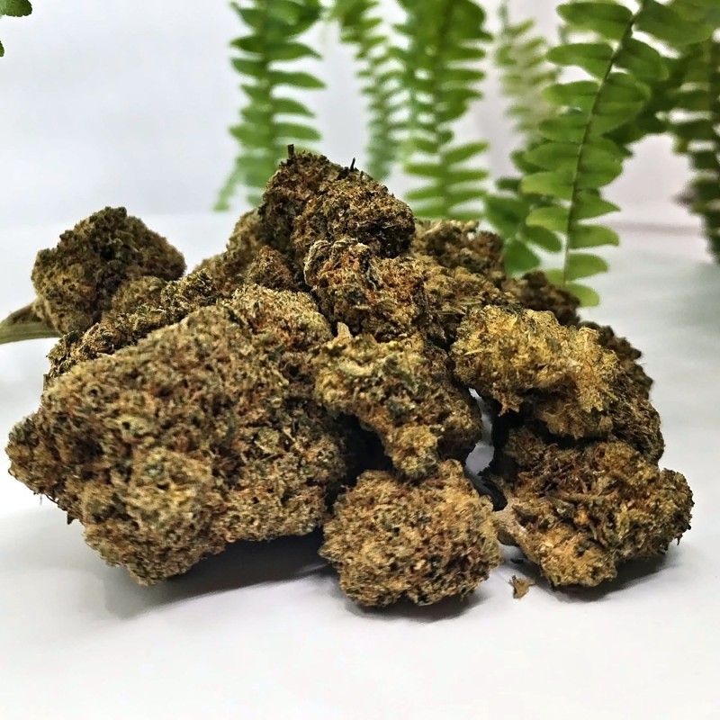 Têtes de fleur Super Lemon Haze photographiées sur fond clair